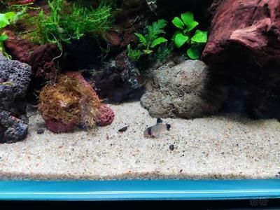 龍魚缸底層魚的選擇（適合與龍魚混養(yǎng)的底層魚）