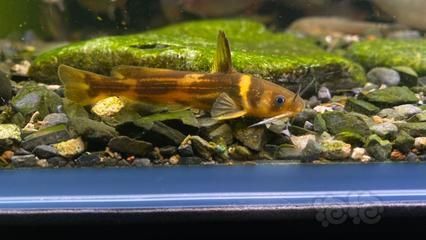 龍魚缸底層魚的選擇（適合與龍魚混養(yǎng)的底層魚）