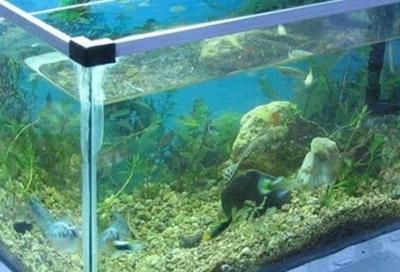 龍魚缸底層魚的選擇（適合與龍魚混養(yǎng)的底層魚）
