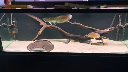 龍魚缸底層魚的選擇（適合與龍魚混養(yǎng)的底層魚）