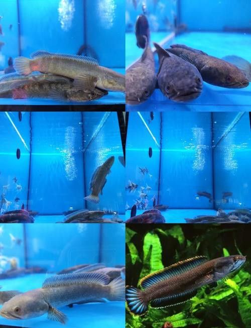 七彩雷龍魚多大發色好