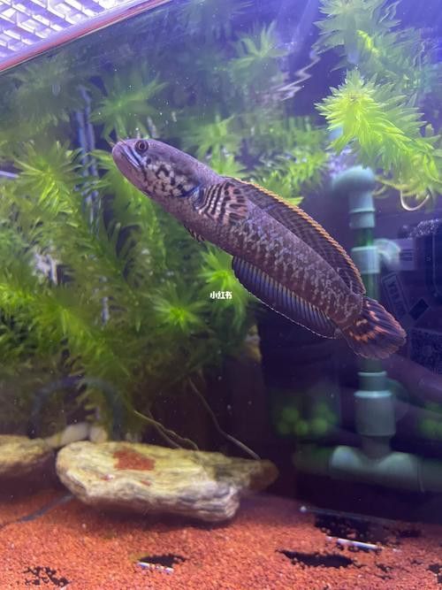 七彩雷龍魚多大發色好