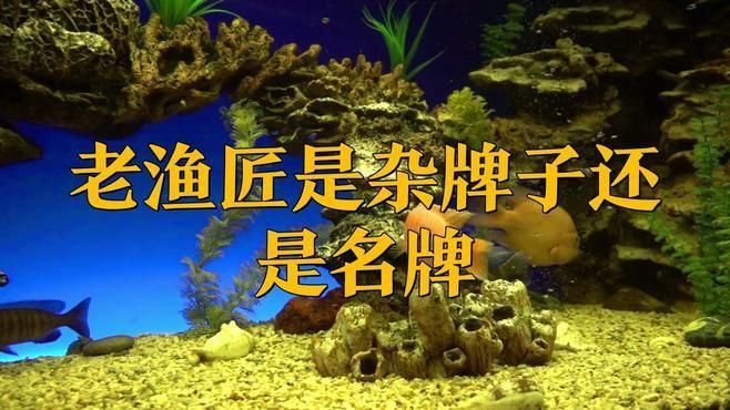 老魚匠這個牌子怎么樣 龍魚百科 第1張 老魚匠這個牌子怎么樣 老魚匠這個牌子怎么樣 龍魚百科 第1張