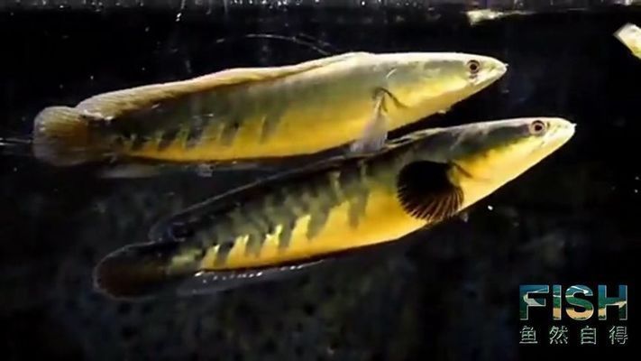 黑魔神雷龍魚兇猛嗎，黑魔神雷龍魚是一種兇猛的觀賞魚，它們的領地意識有多強