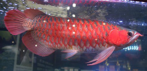 龍魚跳缸預示著什么征兆：從風水學的角度來看，龍魚跳缸是吉兆，預示著會發財