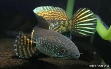 雷龍魚(yú)有多少種（雷龍魚(yú)的種類有哪些？）