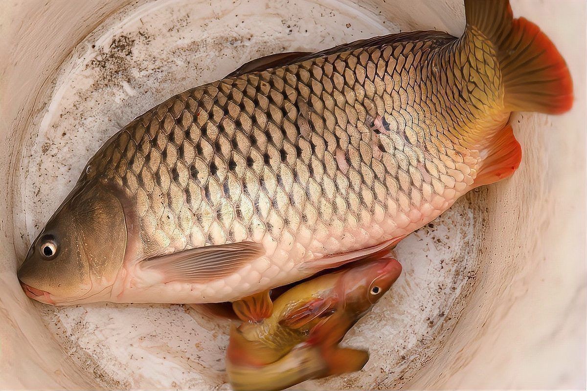 名貴淡水魚前十名