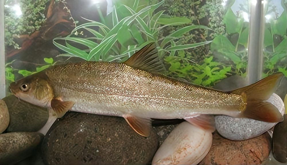 名貴淡水魚前十名