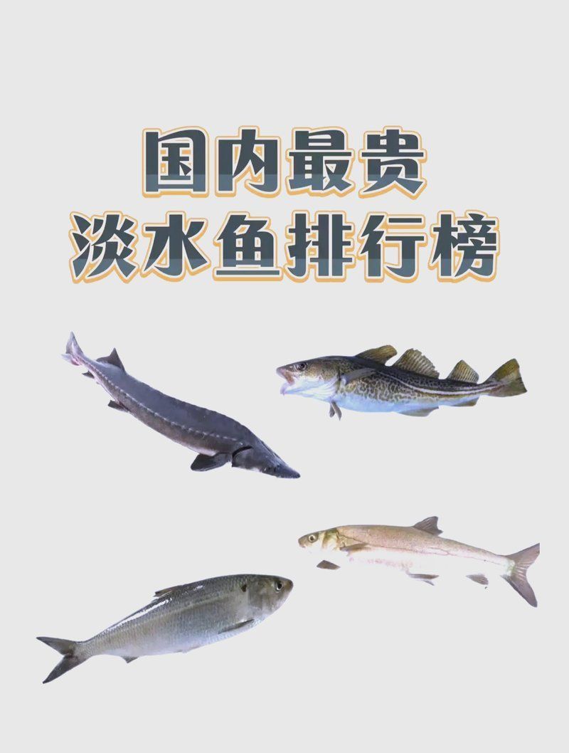 名貴淡水魚前十名