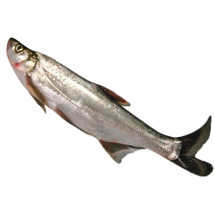 名貴淡水魚前十名