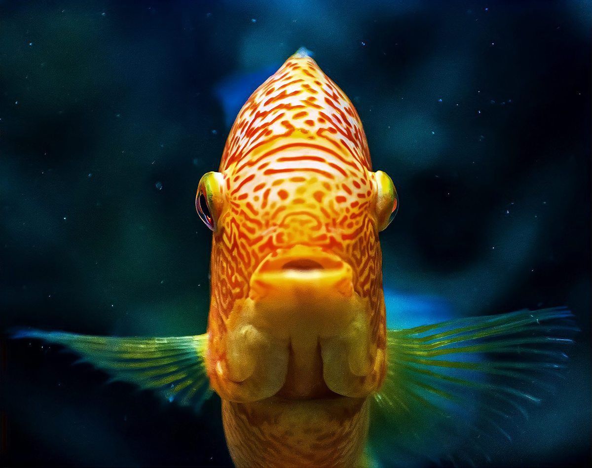 金龍魚產卵為什么吃掉
