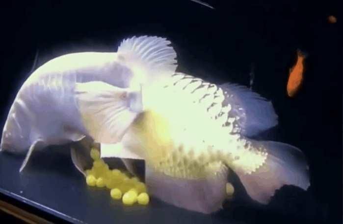 金龍魚產卵為什么吃掉