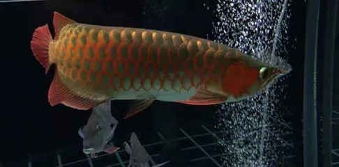 龍魚跳缸多久呼吸微弱能緩過來呢（龍魚跳缸后多久能恢復） 龍魚跳缸多久呼吸微弱能緩過來呢（龍魚跳缸后多久能恢復） 龍魚百科 第3張