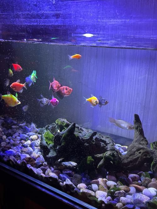 斑馬魚和龍魚能混養嗎圖片大全視頻