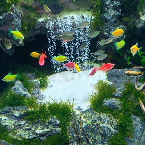 斑馬魚和龍魚能混養嗎圖片大全視頻