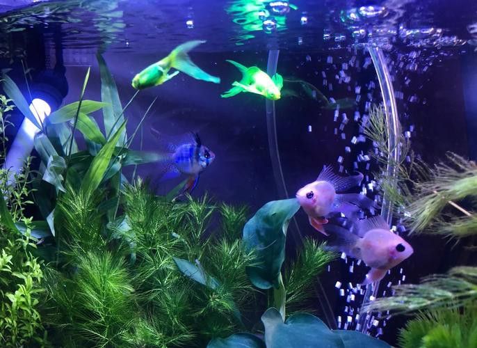 斑馬魚和龍魚能混養嗎圖片大全視頻