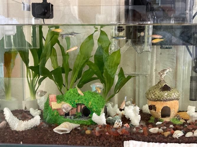 斑馬魚和龍魚能混養嗎圖片大全視頻
