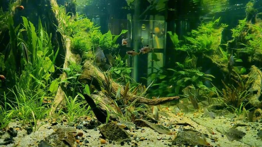 斑馬魚和龍魚能混養嗎圖片大全視頻