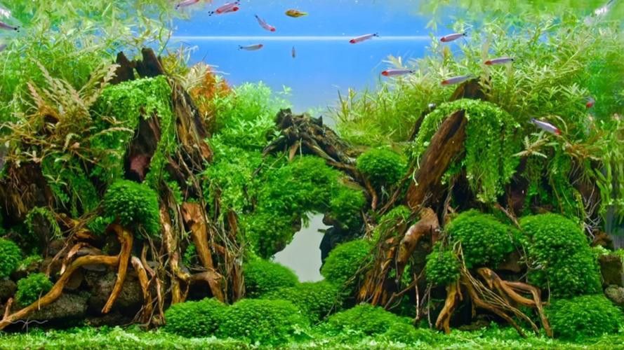 斑馬魚和龍魚能混養嗎圖片大全視頻