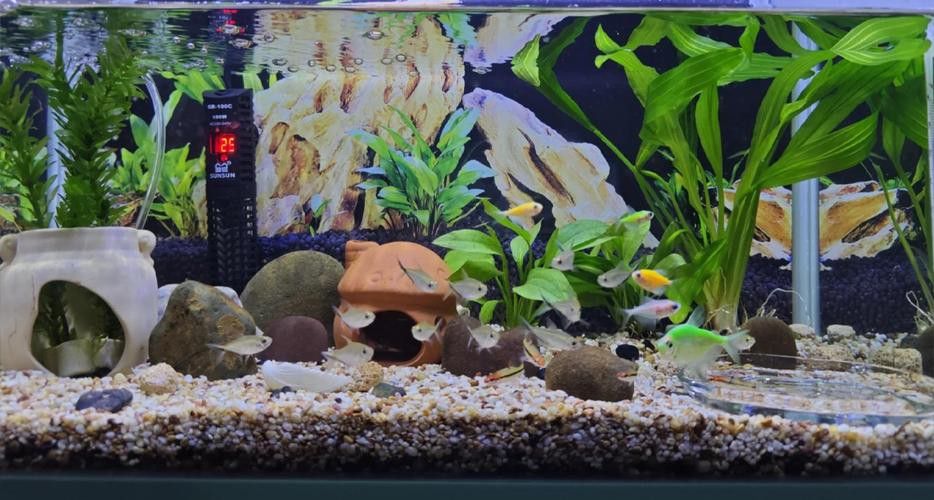 斑馬魚和龍魚能混養嗎圖片大全視頻