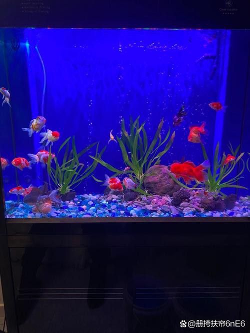 斑馬魚和龍魚能混養嗎圖片大全視頻