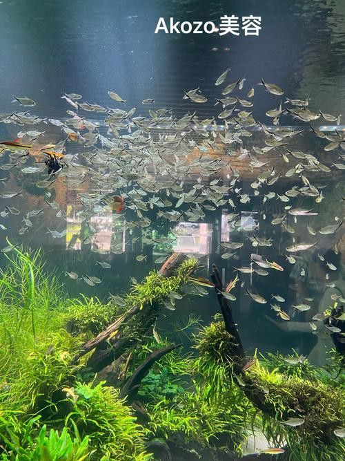 斑馬魚和龍魚能混養嗎圖片大全視頻