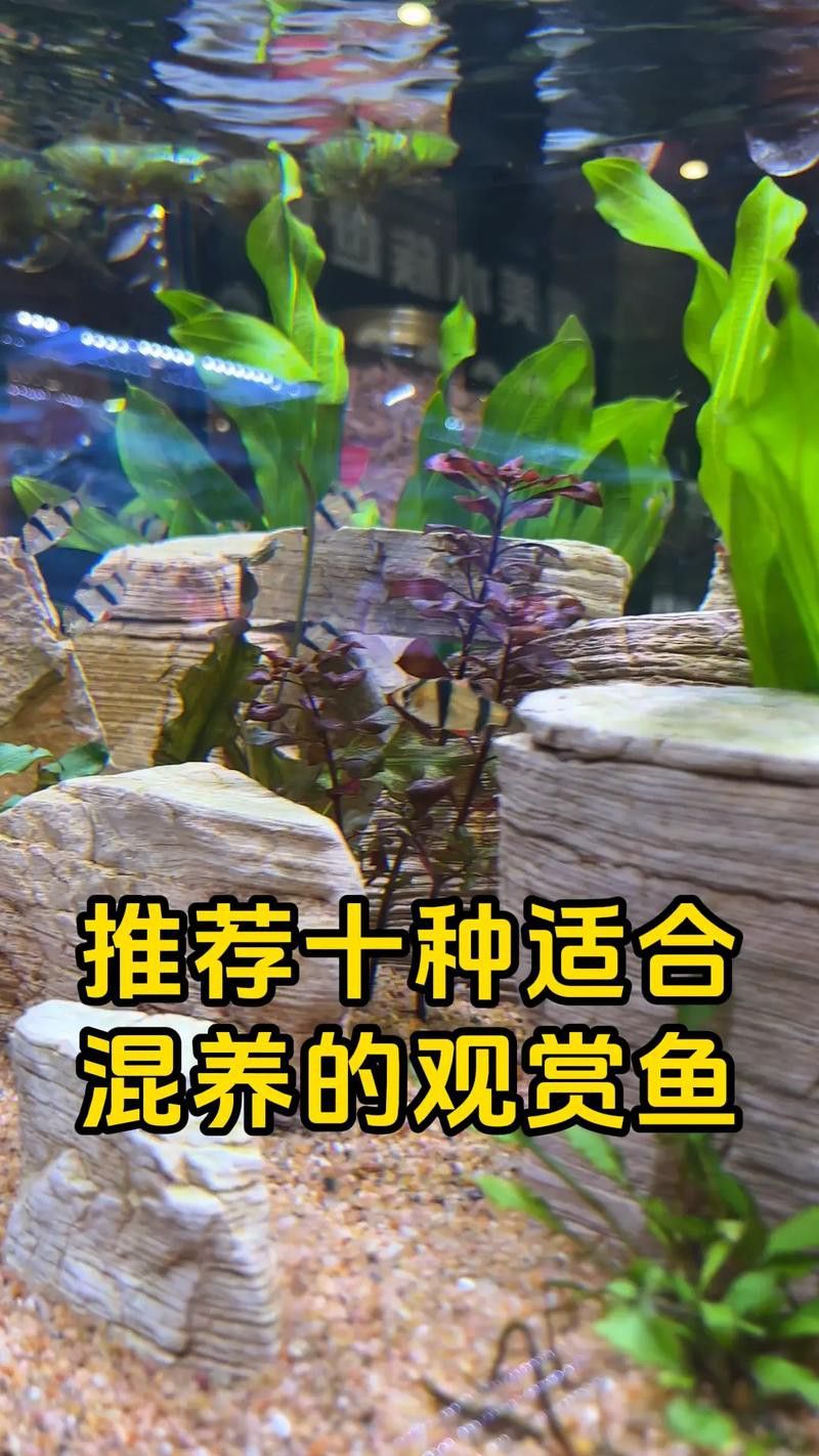 斑馬魚和龍魚能混養嗎圖片大全視頻