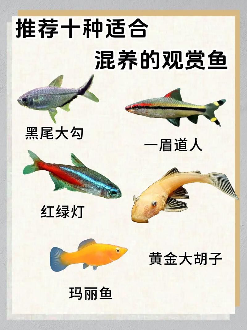 斑馬魚和龍魚能混養嗎圖片大全視頻