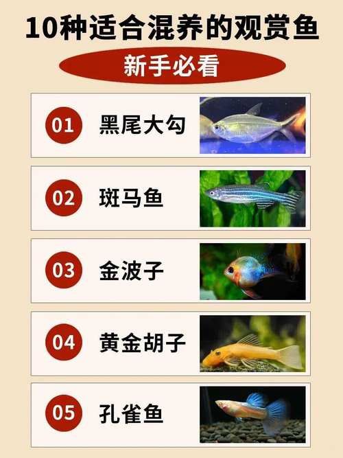 斑馬魚和龍魚能混養嗎圖片大全視頻