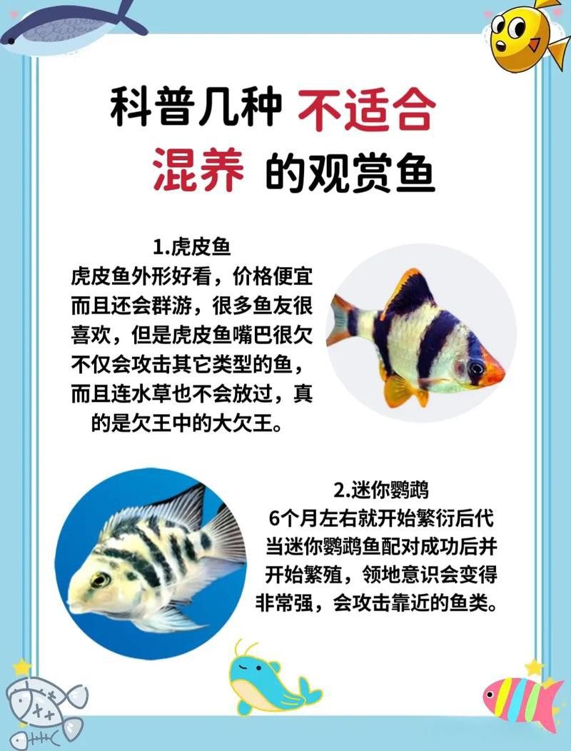 斑馬魚和龍魚能混養嗎圖片大全視頻