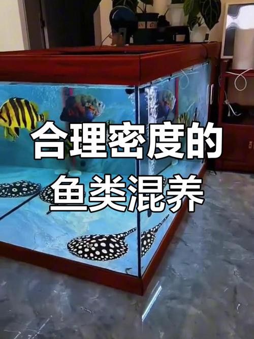 斑馬魚和龍魚能混養嗎圖片大全視頻