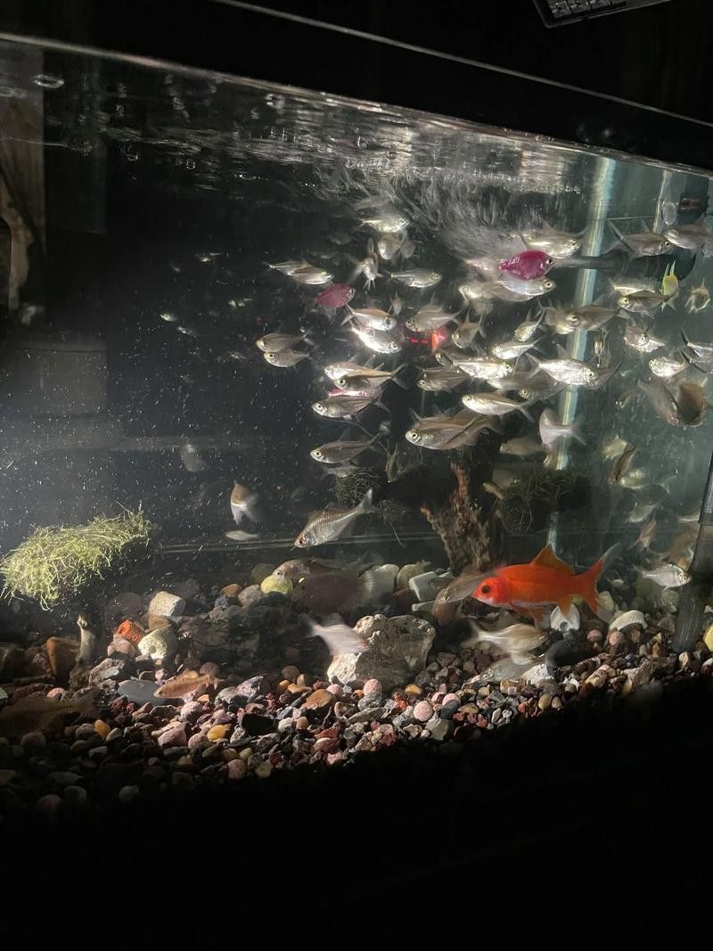斑馬魚和龍魚能混養嗎圖片大全視頻
