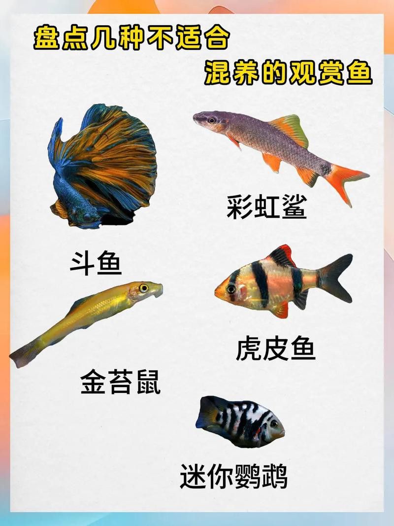 斑馬魚和龍魚能混養嗎圖片大全視頻