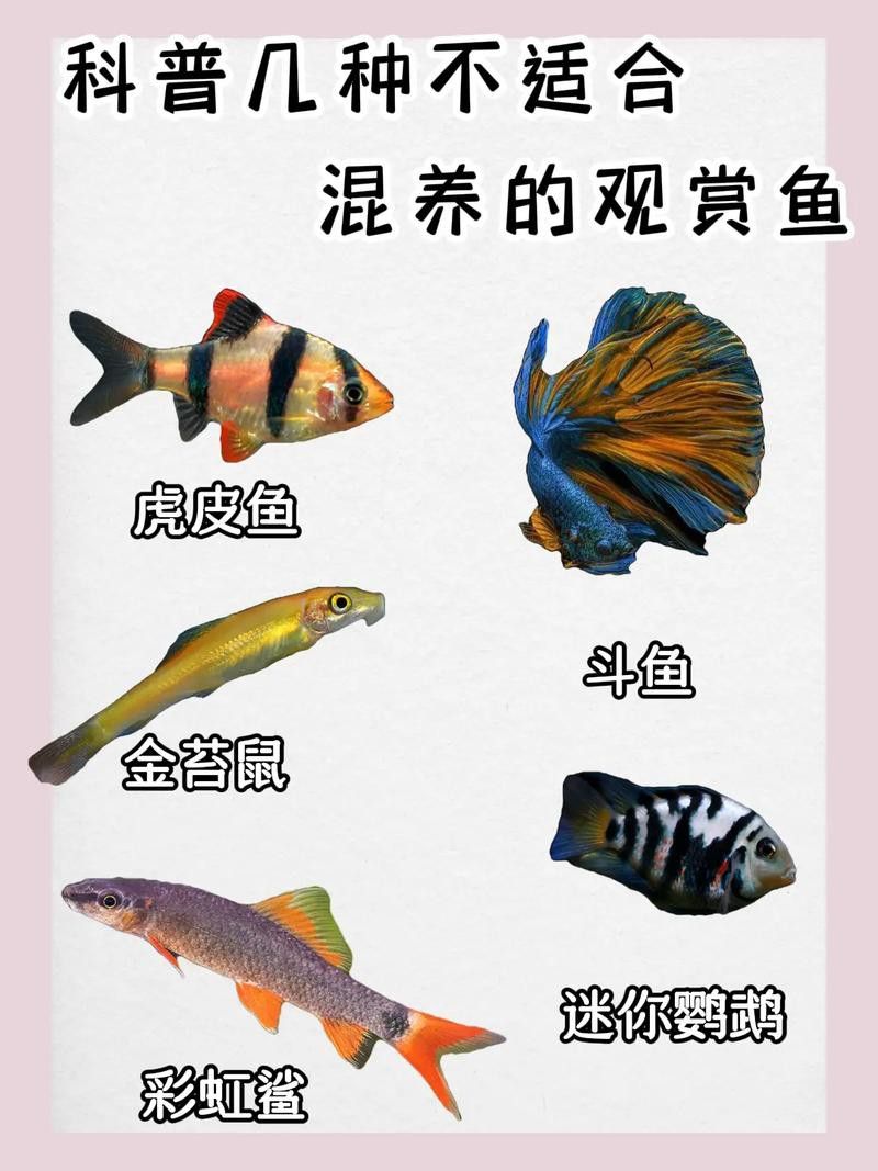斑馬魚和龍魚能混養嗎圖片大全視頻