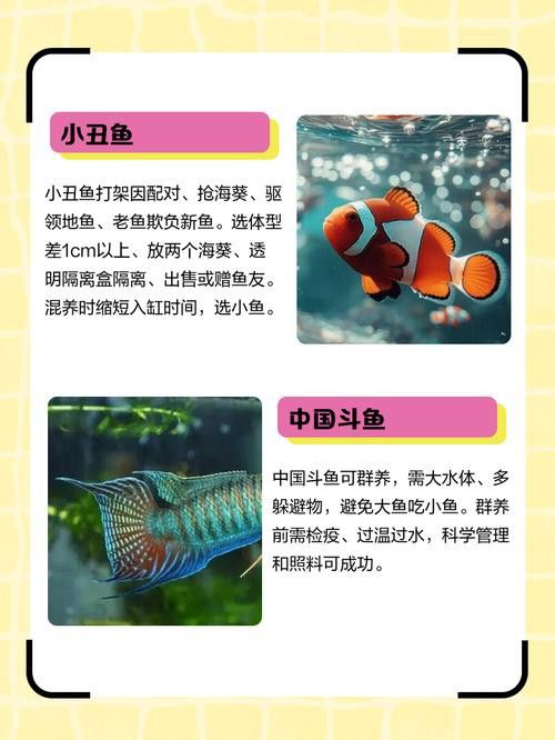 斑馬魚和龍魚能混養嗎圖片大全視頻