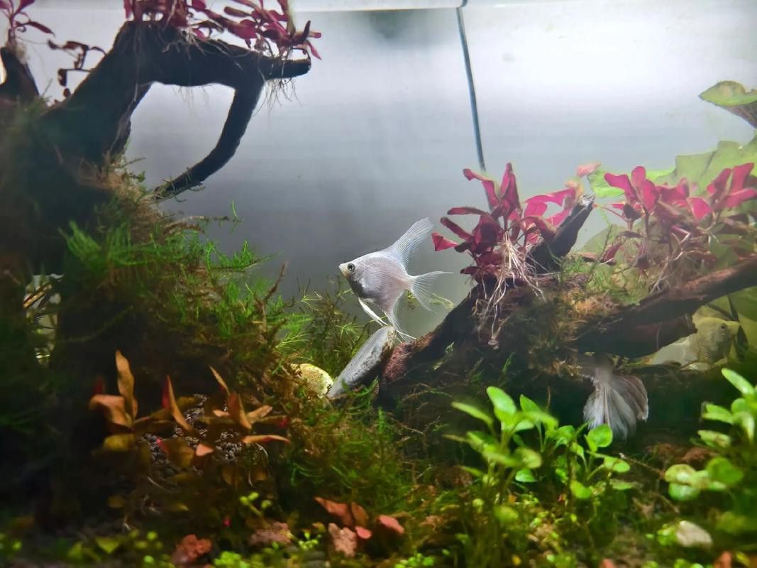 斑馬魚和龍魚能混養嗎圖片大全視頻