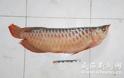 紅龍魚死后是扔掉還是埋掉，紅龍魚死后還是埋掉和埋掉：紅龍魚死后應(yīng)該扔掉還是埋掉？