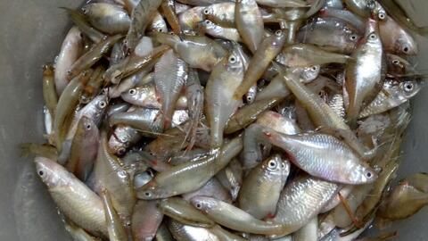 喂龍魚之前如何給小魚消毒（鹽水消毒法是一種簡單且有效的消毒方法）
