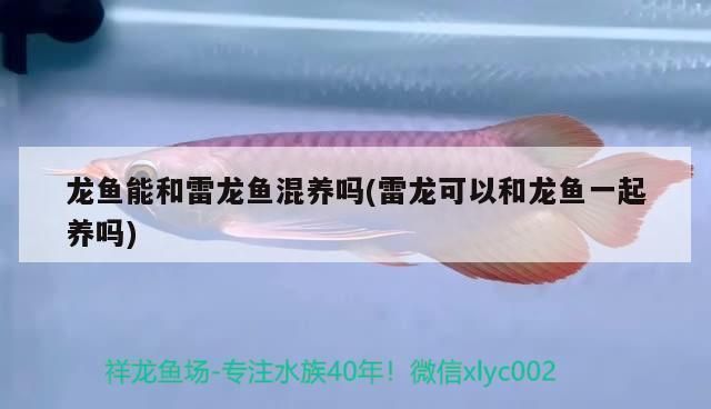龍魚可以跟雷龍混養嗎：如何判斷龍魚和雷龍魚的體型差異