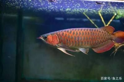 龍魚燈照時間多久最佳：龍魚每天開燈多長時間最合適