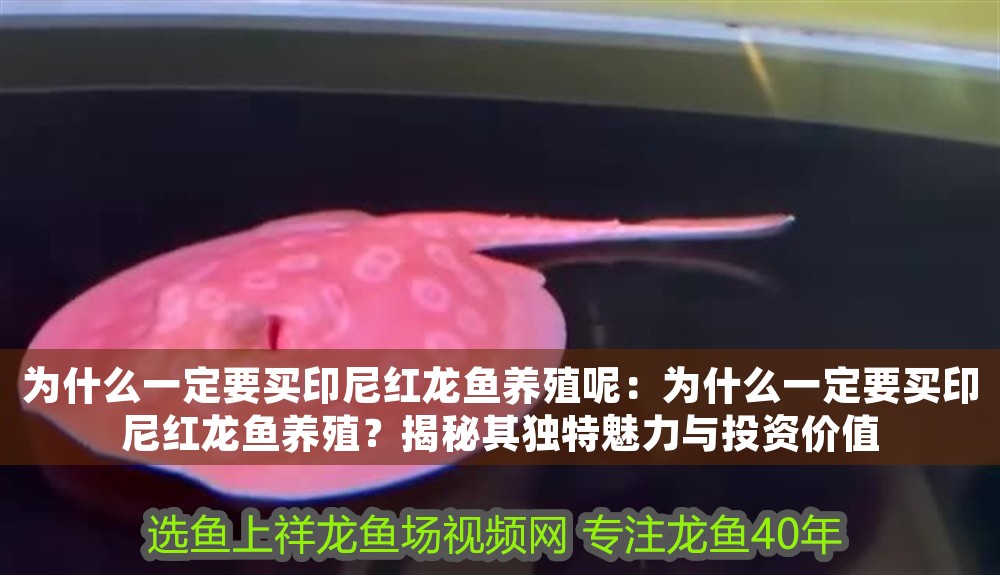 為什么一定要買(mǎi)印尼紅龍魚(yú)養(yǎng)殖呢：為什么一定要買(mǎi)印尼紅龍魚(yú)養(yǎng)殖？揭秘其獨(dú)特魅力與投資價(jià)值