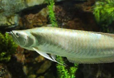 龍魚哪里買便宜又好：寵物店挑選龍魚價(jià)格和質(zhì)量是消費(fèi)者最為關(guān)注的因素
