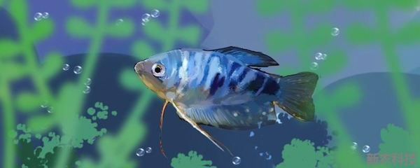 龍魚要養(yǎng)多久才大魚吃食：龍魚喂食時機和成長周期
