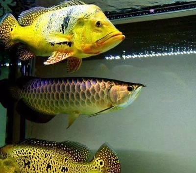 龍魚可以喂什么肉好養：龍魚可以喂食的一些肉類和注意事項