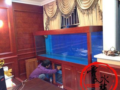 龍魚落在魚缸底是在休息嗎？：龍魚是否在休息時(shí)掉落魚缸底部