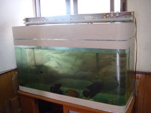 金龍魚用白缸還是黑缸好一點呢（如何選擇金龍魚的養殖容器顏色）