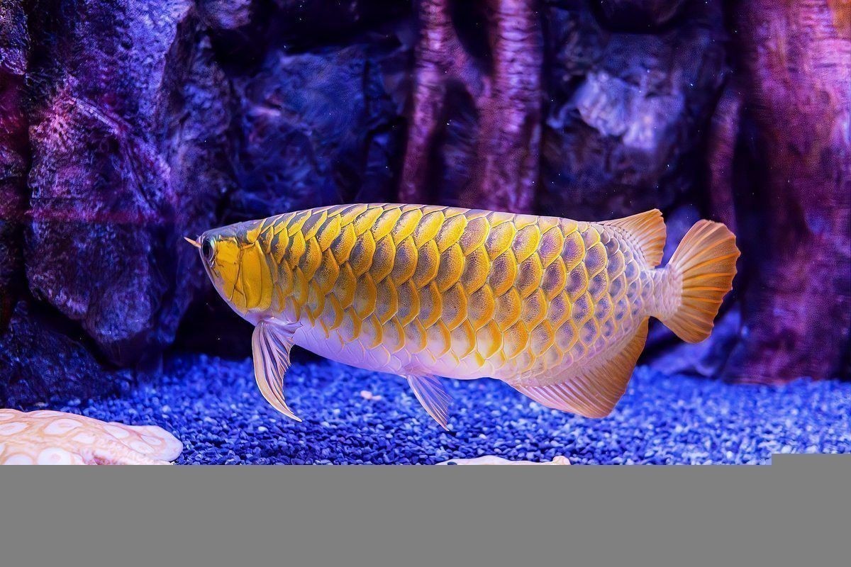 帝王血艷紅龍魚有哪些顏色變異 帝王血艷紅龍魚有哪些顏色變異 龍魚百科 第7張