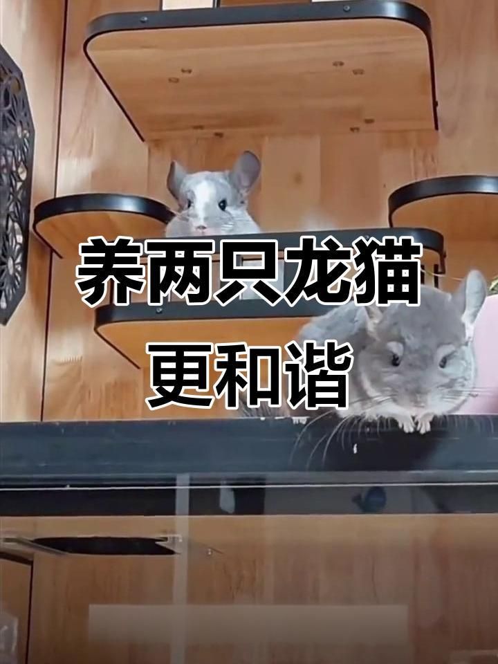 龍貓可以放在一起養嗎 龍貓可以放在一起養嗎 龍魚百科 第7張