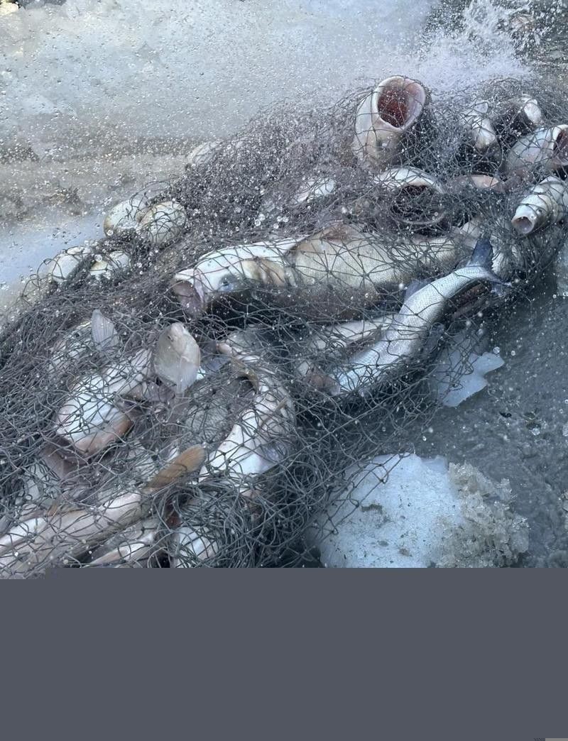 吉林龍魚(yú)大概多少錢(qián)一條啊圖片大全