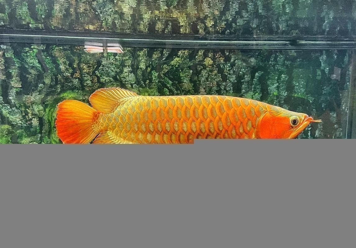 吉林龍魚(yú)大概多少錢(qián)一條啊圖片大全